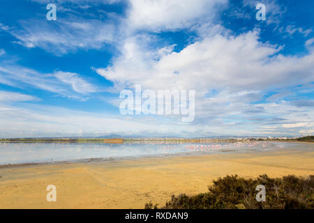 Bella Akrotiri Salt Lake pieno di fenicotteri rosa uccelli vicino a Larnaca. Paesaggio con la fauna prese sulla isola di Cipro. Foto Stock