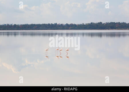 Bella Akrotiri Salt Lake pieno di fenicotteri rosa uccelli vicino a Larnaca. Paesaggio con la fauna prese sulla isola di Cipro. Foto Stock