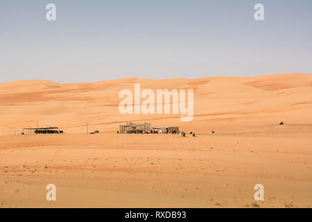 Caprini recinto sotto le dune del deserto Wahiba Sands al tramonto (Oman) Foto Stock