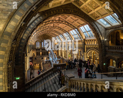 Il blu di scheletro di balena in Hintze Hall, il Museo di Storia Naturale di South Kensington, Londra, Inghilterra Foto Stock