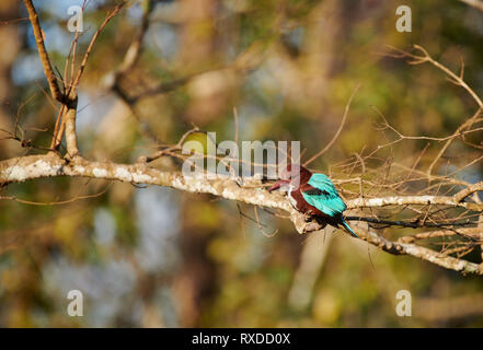 Bianco-throated Kingfisher, Halcyon smyrnensis, Kabini, Nagarhole Riserva della Tigre, Karnataka, India Foto Stock