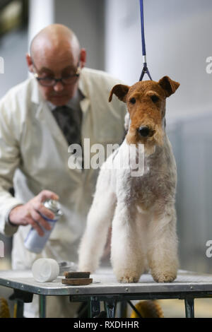Birmingham, Regno Unito. 9 Marzo, 2019. Un terrier riceve un last minute spray prima dello spettacolo. Credito: Pietro Lopeman/Alamy Live News Foto Stock