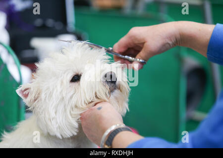 Birmingham, Regno Unito. 9 Marzo, 2019. Un terrier riceve un last minute trim prima dello spettacolo. Credito: Pietro Lopeman/Alamy Live News Foto Stock