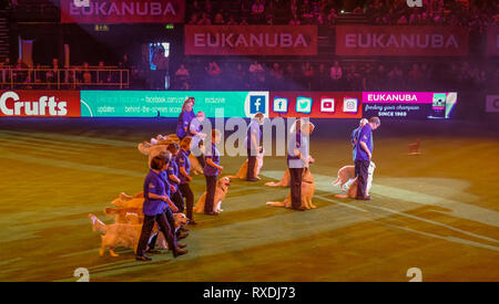 NEC di Birmingham, UK. 9 Mar 2019. Southern Golden Team di visualizzazione eseguire nell'arena principale in questo decennio il Crufts Credito: charlie bryan/Alamy Live News Foto Stock