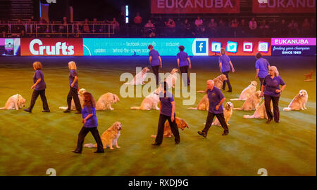 NEC di Birmingham, UK. 9 Mar 2019. Southern Golden Team di visualizzazione eseguire nell'arena principale in questo decennio il Crufts Credito: charlie bryan/Alamy Live News Foto Stock