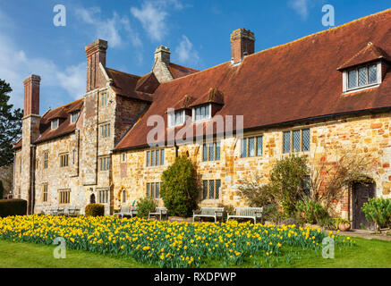 Visualizzazione dei narcisi, Michelham Priory. Foto Stock