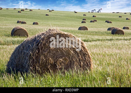 Balle di fieno in campo con pompa olio martinetti in background, Alberta, Canada Foto Stock