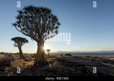 Un fremito albero o Kocurboom su una collina in Namibia. Foto Stock