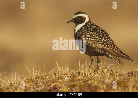 American Golden-Plover (Pluvialis dominica) alimentazione sulla tundra nel nord dell'Alaska. Foto Stock