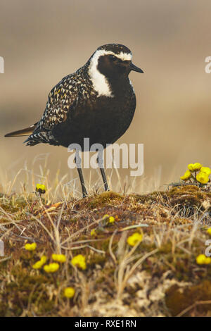 American Golden-Plover (Pluvialis dominica) alimentazione sulla tundra nel nord dell'Alaska. Foto Stock