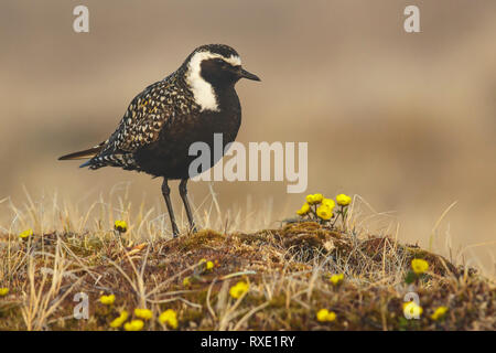American Golden-Plover (Pluvialis dominica) alimentazione sulla tundra nel nord dell'Alaska. Foto Stock