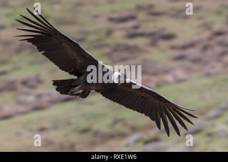 Condor andino (Vultur gryphus) battenti nelle montagne delle Ande in Cile. Foto Stock