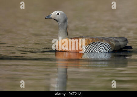 Ashy-headed Goose (Chloephaga poliocephala) nuotare in un piccolo lago in Cile. Foto Stock