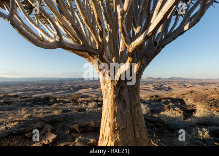 Un fremito albero o Kocurboom su una collina in Namibia. Foto Stock