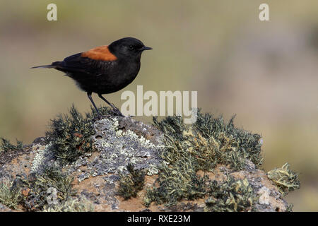 Austral Negrito (Lessonia rufa) appollaiato sul terreno in Cile. Foto Stock