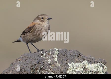 Austral Negrito (Lessonia rufa) appollaiato sul terreno in Cile. Foto Stock