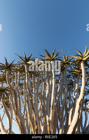 Un fremito albero o Kocurboom su una collina in Namibia. Foto Stock