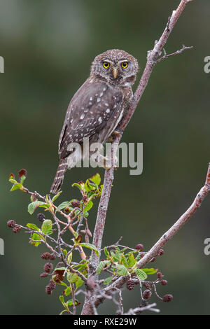 Austral Pygmy-Owl, Glaucidium nana) appollaiato su un ramo in Cile Foto Stock