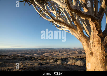 Un fremito albero o Kocurboom su una collina in Namibia. Foto Stock