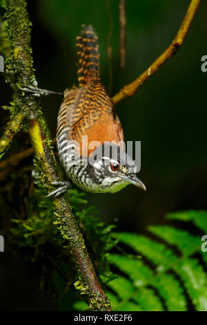 Bay Wren (Thryothorus nigricapillus) appollaiato su un ramo nelle montagne delle Ande della Colombia. Foto Stock