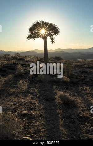 Un fremito albero o Kocurboom su una collina in Namibia. Foto Stock