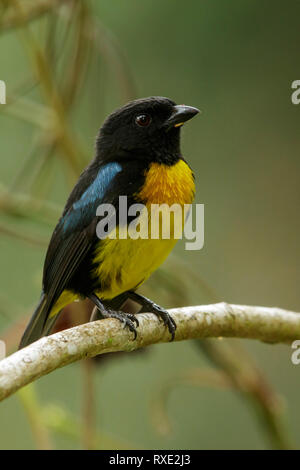 Nero-e-Gold (Tanager Bangsia melanochlamys) appollaiato su un ramo nelle montagne delle Ande in Colombia. Foto Stock