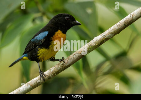 Nero-e-Gold (Tanager Bangsia melanochlamys) appollaiato su un ramo nelle montagne delle Ande in Colombia. Foto Stock