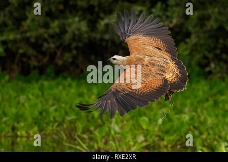 Black Hawk a collare (Busarellus nigricollis) nella regione Pantalal del Brasile Foto Stock