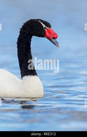 Nuotare in un piccolo lago in Cile. Foto Stock