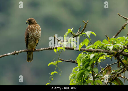 Ampia-winged Hawk (Buteo platypterus) appollaiato su un ramo nelle montagne delle Ande della Colombia. Foto Stock
