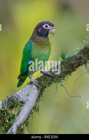 Marrone-incappucciati Parrot (Pyrilia haematotis) appollaiato su un ramo in Costa Rica. Foto Stock