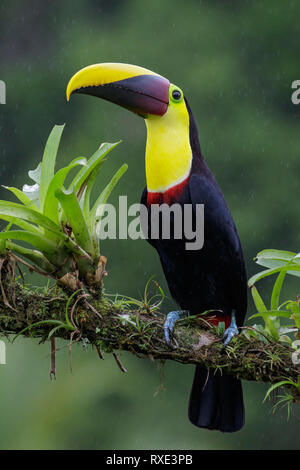 Chestnut-mandibled Toucan (Ramphastos swainsonii) appollaiato su un ramo in Costa Rica. Foto Stock