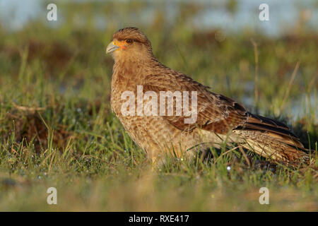 Chimango Caracara (Milvago chimango) appollaiato sul terreno in Cile. Foto Stock