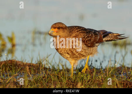 Chimango caracara, (Milvago chimango, appollaiato sul terreno in Cile. Foto Stock