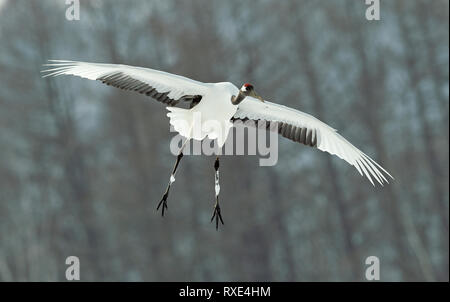 Il rosso-crowned crane in volo. Nome scientifico: Grus japonensis, chiamato anche il giapponese o gru gru Manchurian. Foto Stock