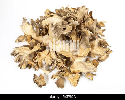 Medicinali fungo Maitake su sfondo bianco Foto Stock