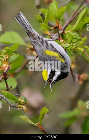 Golden-winged trillo (Vermivora chrysoptera) appollaiato su un ramo nel sud-est della Ontario, Canada. Foto Stock