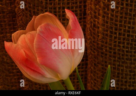 Tulip con rosa e petali di colore bianco su uno sfondo di stuoie di vimini Foto Stock