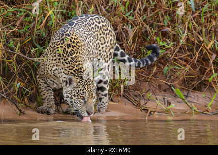 Una Jaguar nel Pantalal Regione del Brasile. Foto Stock