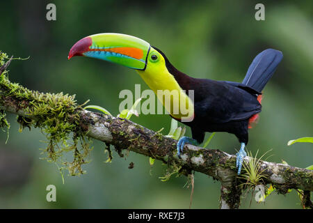 Chiglia fatturati Toucan (Ramphastos sulfuratus) appollaiato su un ramo in Costa Rica. Foto Stock