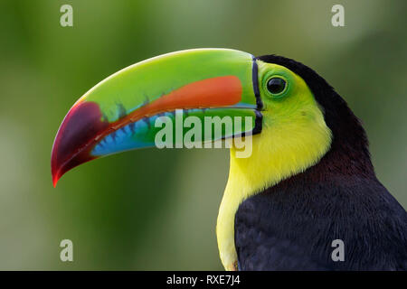 Chiglia fatturati Toucan (Ramphastos sulfuratus) appollaiato su un ramo in Costa Rica. Foto Stock