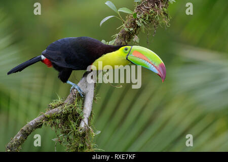 Chiglia fatturati Toucan (Ramphastos sulfuratus) appollaiato su un ramo in Costa Rica. Foto Stock