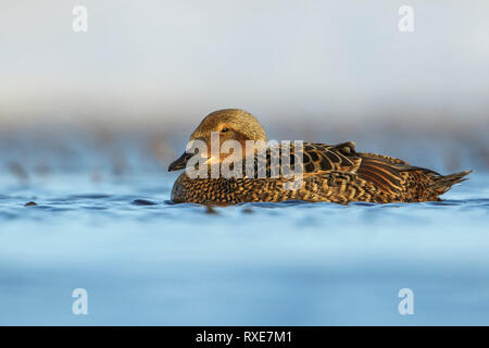 Re Eider (Somateria spectabilis) alimentazione su un piccolo stagno sulla tundra nel nord dell'Alaska. Foto Stock