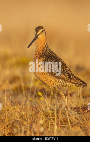 A breve fatturate (Dowitcher Limnodromus griseus) sulla tundra nel nord dell'Alaska. Foto Stock