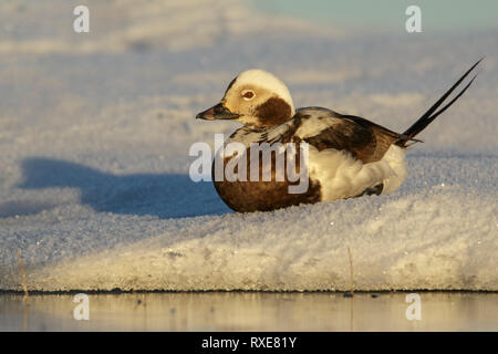 Long-tailed Duck (Clangula hyemalis) alimentazione su un piccolo stagno sulla tundra nel nord dell'Alaska. Foto Stock