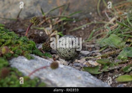 Plover Magellanic (Pluvianellus socialis) alimentare lungo la riva di un lago in Patagonia cilena. Foto Stock