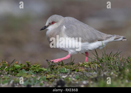 Plover Magellanic (Pluvianellus socialis) alimentare lungo la riva di un lago in Patagonia cilena. Foto Stock