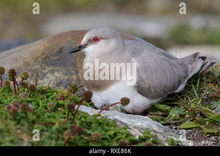 Plover Magellanic (Pluvianellus socialis) alimentare lungo la riva di un lago in Patagonia cilena. Foto Stock