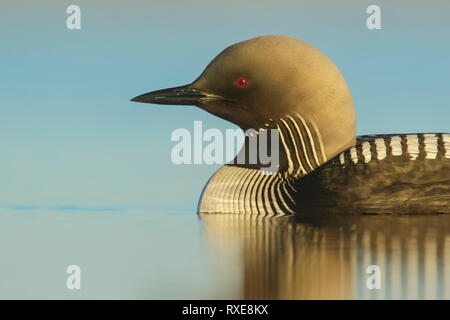 Pacific Loon (Gavia pacifica) alimentazione su un piccolo stagno sulla tundra nel nord dell'Alaska. Foto Stock