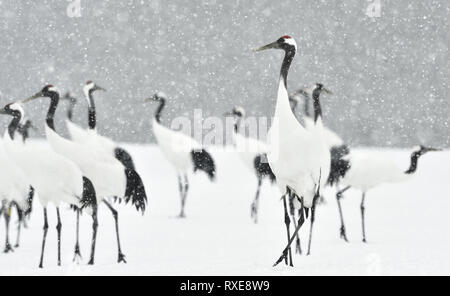 Gru giapponese nella neve. Il rosso-Crowned Crane. Nome scientifico: Grus japonensis, chiamato anche il giapponese o gru gru Manchurian, è un grande e Foto Stock